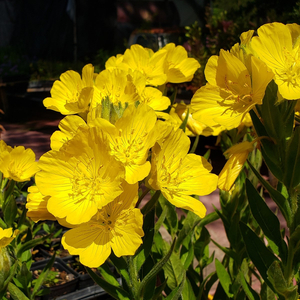 Prairie Sundrops, Meadow Evening Primrose, Oenothera pilosella